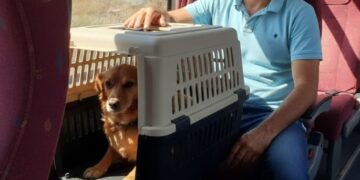 Posadas habilitó el traslado de mascotas en el transporte urbano bajo condiciones de seguridad