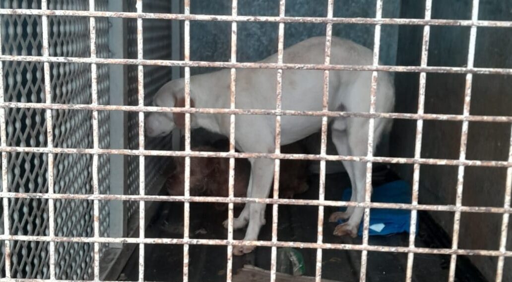 Maltrato animal: secuestraron 8 perros y 6 gatos durante un allanamiento en una vivienda de Itaembé Guazú