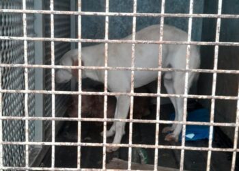 Maltrato animal: secuestraron 8 perros y 6 gatos durante un allanamiento en una vivienda de Itaembé Guazú