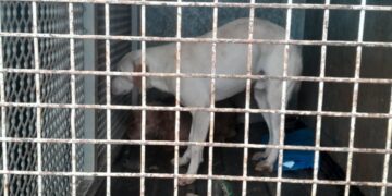 Maltrato animal: secuestraron 8 perros y 6 gatos durante un allanamiento en una vivienda de Itaembé Guazú