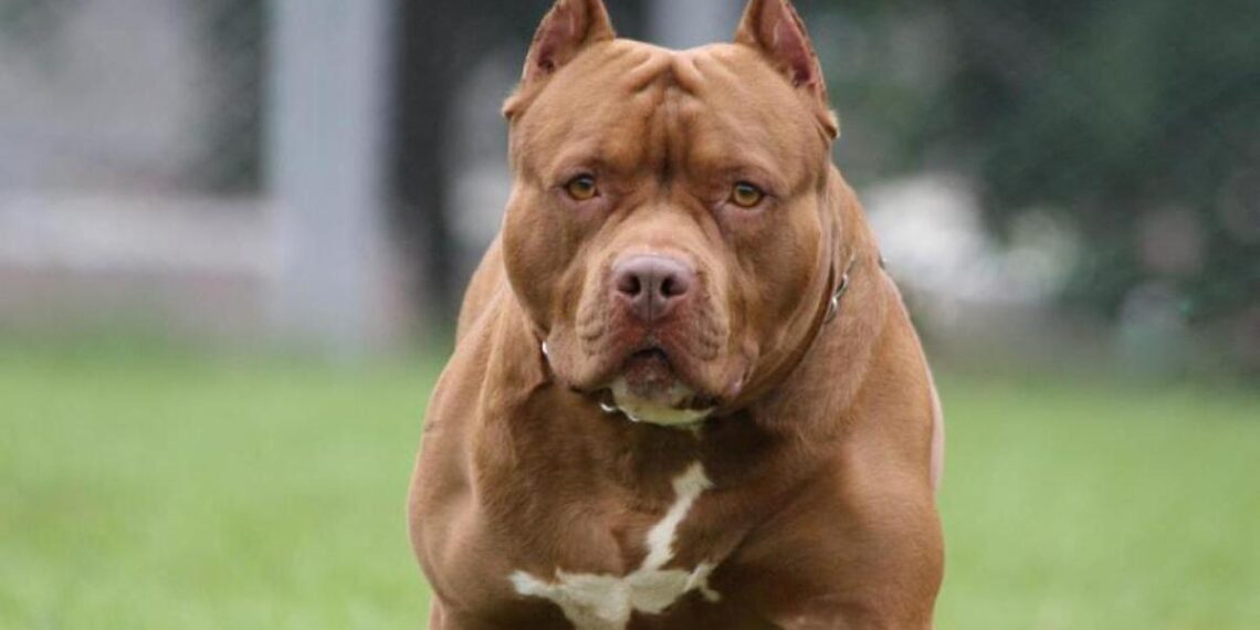 Buenos Aires: un perro pitbull mató a una bebé de 4 meses