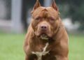 Buenos Aires: un perro pitbull mató a una bebé de 4 meses