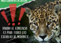 “El yaguareté nos cuenta la selva”: el concurso de Fundación Vida Silvestre que involucra a las escuelas de Misiones
