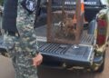 Rescataron y pusieron a salvo a una cría de corzuela parda en Leandro N. Alem