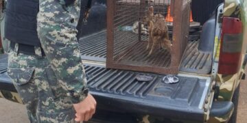 Rescataron y pusieron a salvo a una cría de corzuela parda en Leandro N. Alem