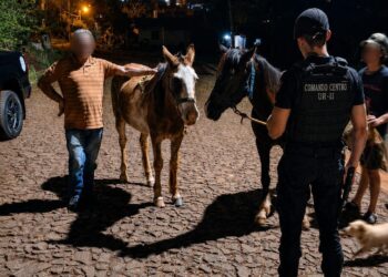 Robaron a “Gaucho” y “Bayo” mientras pastaban, pero una rápida intervención de la Policía permitió recuperarlos