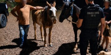 Robaron a “Gaucho” y “Bayo” mientras pastaban, pero una rápida intervención de la Policía permitió recuperarlos