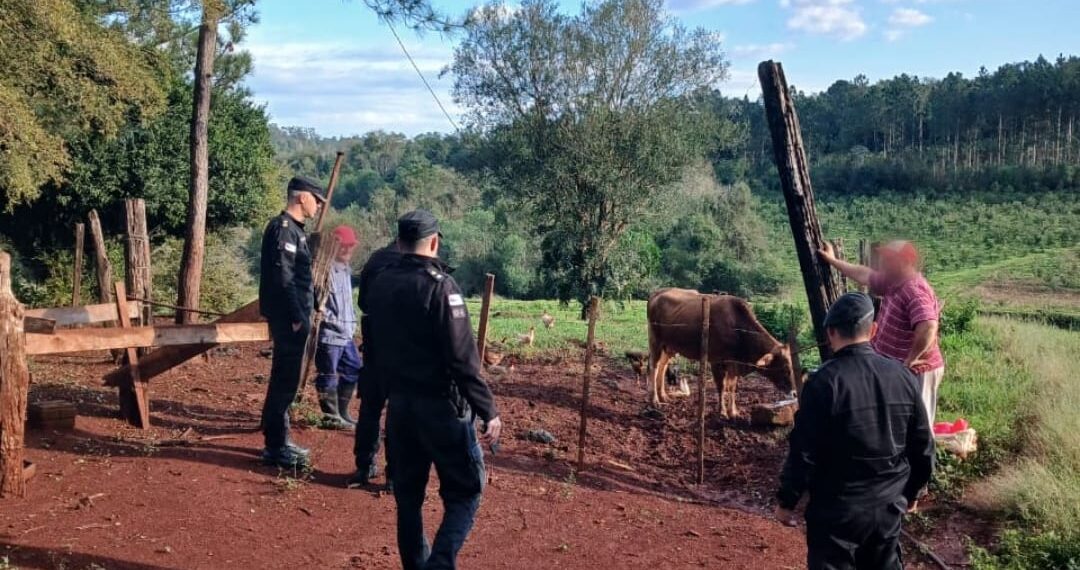Robó una novilla y una vaca criolla a un agricultor, las vendió a su vecino y terminó arrestado por la Policía