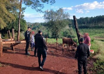 Robó una novilla y una vaca criolla a un agricultor, las vendió a su vecino y terminó arrestado por la Policía