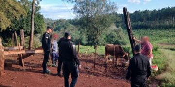 Robó una novilla y una vaca criolla a un agricultor, las vendió a su vecino y terminó arrestado por la Policía