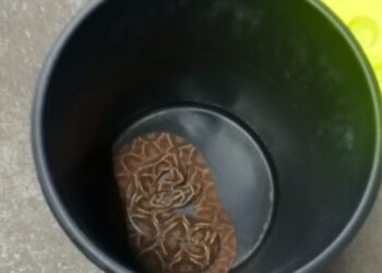 Capturaron una yarará crucera en una estación de servicio de Posadas y la liberaron en su hábitat