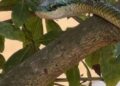 Una turista argentina fue mordida por una serpiente en el Parque Nacional de Iguazú, lado brasileño