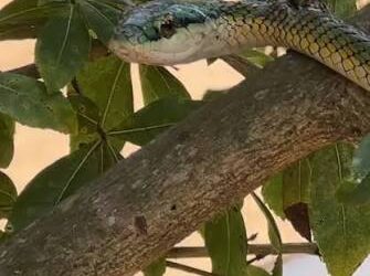 Una turista argentina fue mordida por una serpiente en el Parque Nacional de Iguazú, lado brasileño