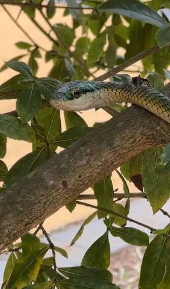 Una turista argentina fue mordida por una serpiente en el Parque Nacional de Iguazú, lado brasileño