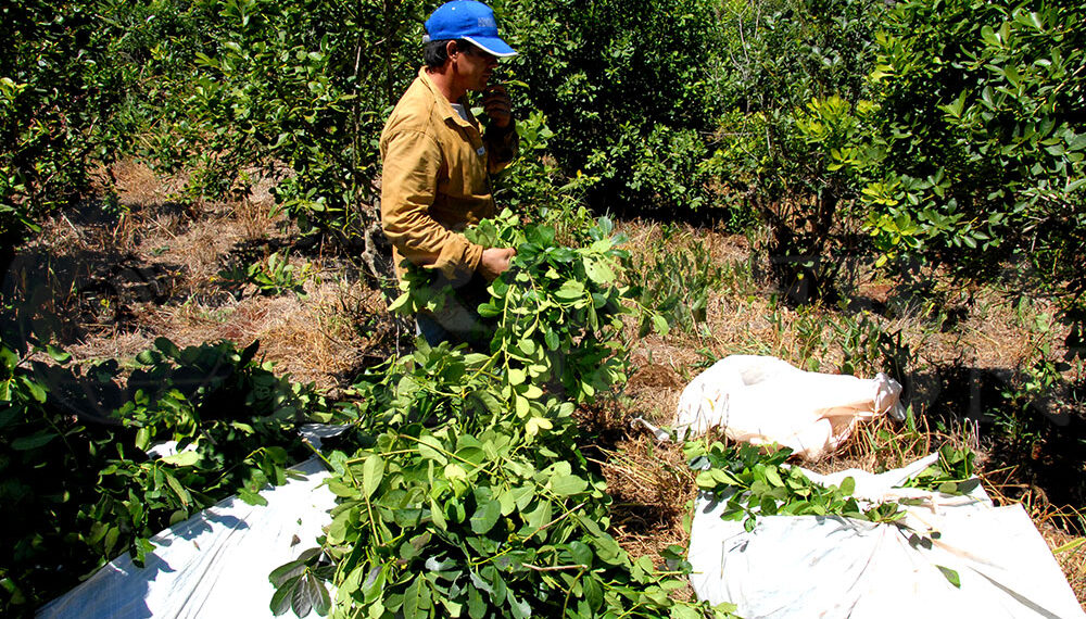 Misiones brindará asistencia alimentaria a 14 mil familias tareferas