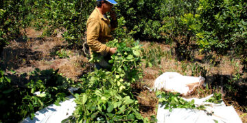 Misiones brindará asistencia alimentaria a 14 mil familias tareferas