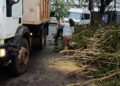 La Municipalidad removió más de 80 árboles y ramas caídas tras la tormenta que afectó a Posadas el sábado