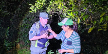 San Vicente: rescatan a una cría de gato tirica que era atacada por una jauría