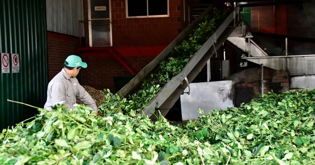 La salida de molinos de yerba mate superó los 224 millones de kilos hasta agosto