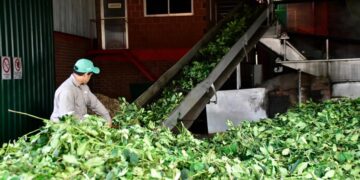 La salida de molinos de yerba mate superó los 224 millones de kilos hasta agosto