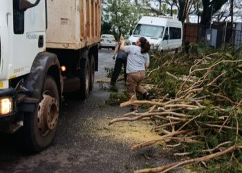 La Municipalidad removió más de 80 árboles y ramas caídas tras la tormenta que afectó a Posadas el sábado