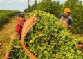 Nación propuso trasladar controles del Inym al Senasa y hay preocupación en Misiones