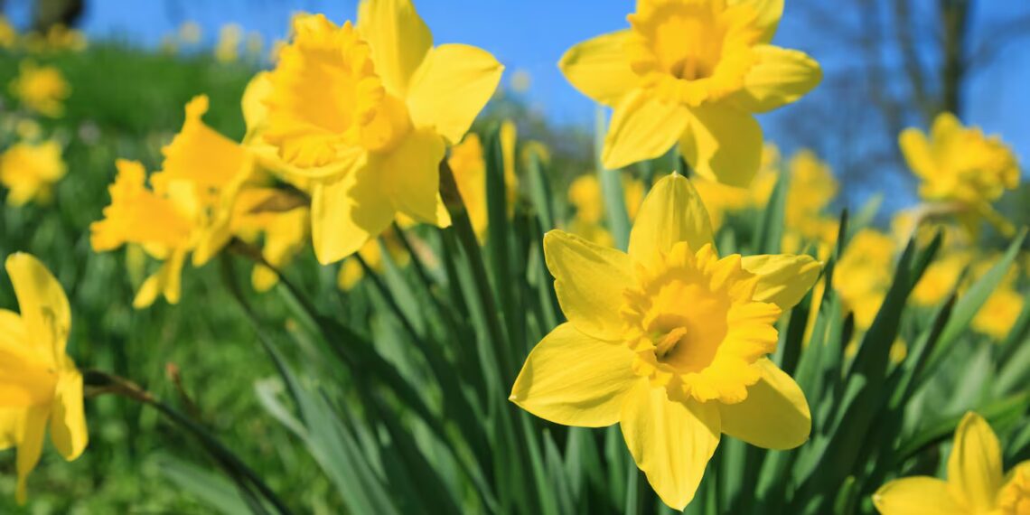 Día dela Primavera: ¿Por qué se regalan flores amarillas el 21 de septiembre y qué significa este gesto?