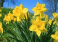 Día dela Primavera: ¿Por qué se regalan flores amarillas el 21 de septiembre y qué significa este gesto?