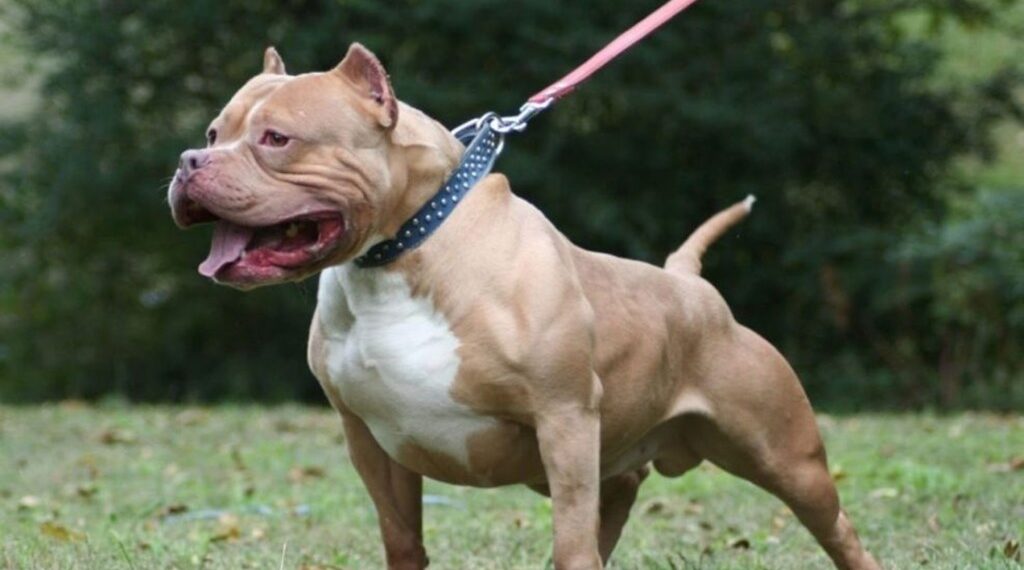 Un pitbull mató a un niño y detuvieron al dueño