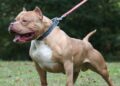 Un pitbull mató a un niño y detuvieron al dueño
