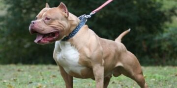 Un pitbull mató a un niño y detuvieron al dueño