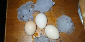 Fuerte temporal con granizo provocó importantes daños en los cultivos en San Antonio