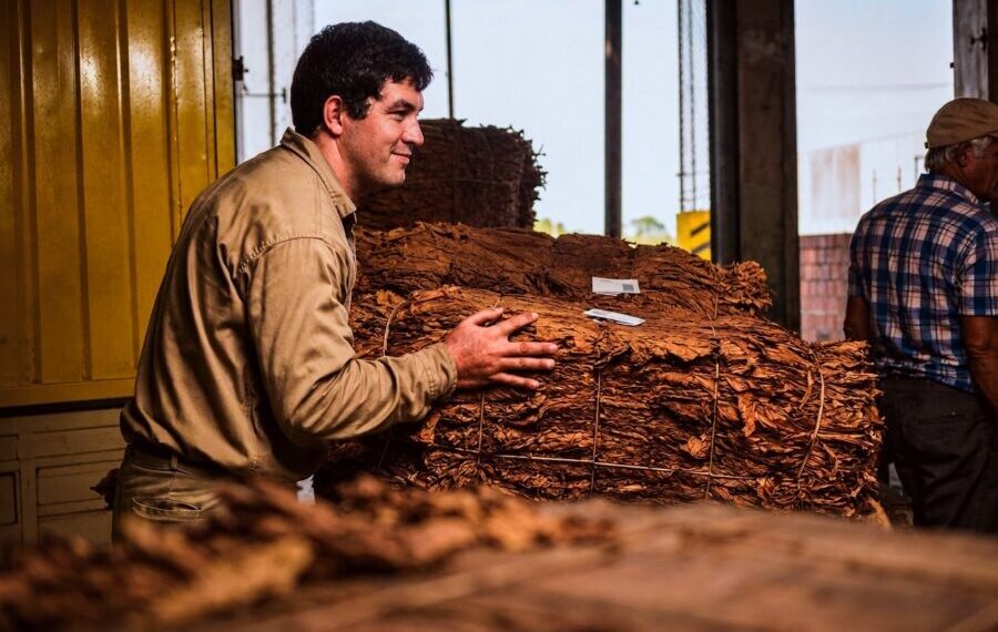 Más de 12 mil productores tabacaleros recibirán un nuevo pago del FET