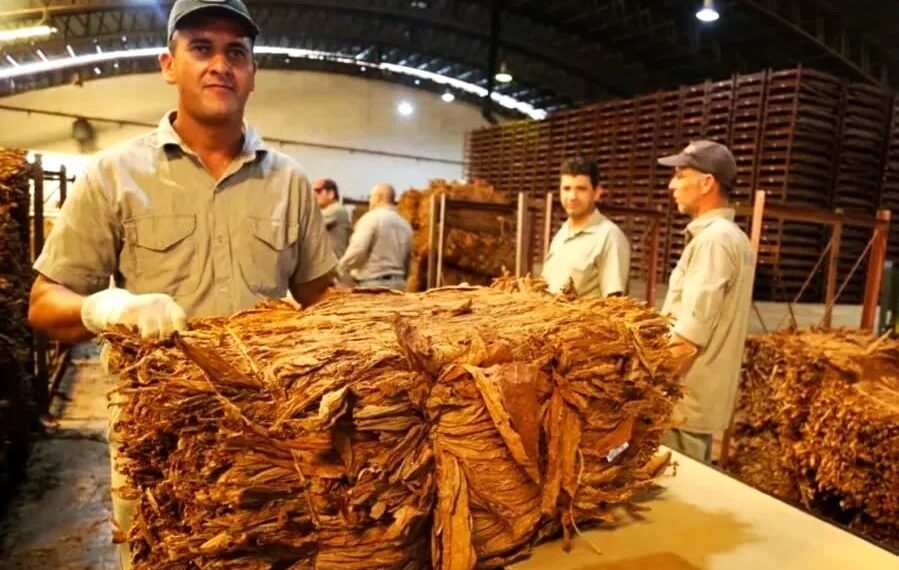 Más de 12 mil familias tabacaleras recibirán un nuevo pago del FET por $3.601 millones