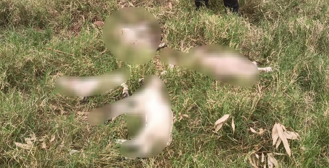 Investigan la muerte de diez ovejas por un presunto ataque animal en Cerro Azul