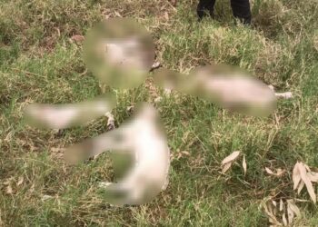 Investigan la muerte de diez ovejas por un presunto ataque animal en Cerro Azul