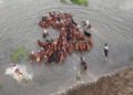 La crecida del Paraná complica la evacuación de ganado en Corrientes