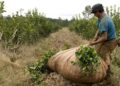 Prorrogan por un año la compatibilidad entre planes sociales y el trabajo rural temporario