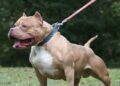 Un pitbull mató a un nene de 4 años y detuvieron a su madrina