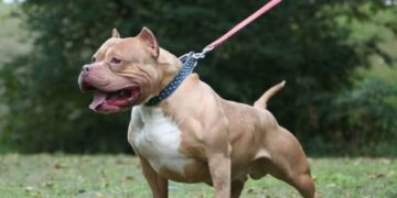 Un pitbull mató a un nene de 4 años y detuvieron a su madrina