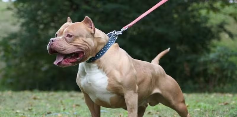 Un pitbull mató a un nene de 4 años y detuvieron a su madrina