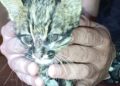 Creyó que había rescatado a un gatito atacado por perros y descubrió que era un felino silvestre en Los Helechos