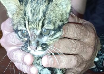 Creyó que había rescatado a un gatito atacado por perros y descubrió que era un felino silvestre en Los Helechos