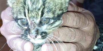 Creyó que había rescatado a un gatito atacado por perros y descubrió que era un felino silvestre en Los Helechos