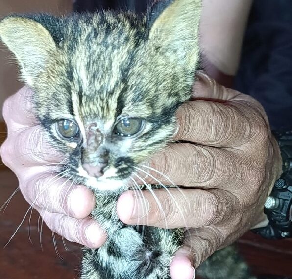Creyó que había rescatado a un gatito atacado por perros y descubrió que era un felino silvestre en Los Helechos