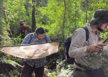 Cuatro especies de arañas suman sus primeros registros científicos formales para Argentina