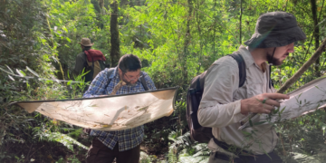 Cuatro especies de arañas suman sus primeros registros científicos formales para Argentina