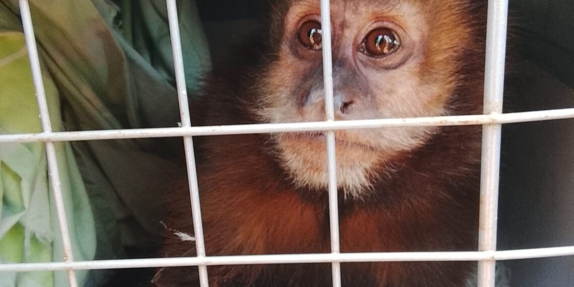 Animales en cautiverio o heridos fueron devueltos a su hábitat