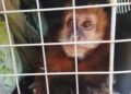 Animales en cautiverio o heridos fueron devueltos a su hábitat