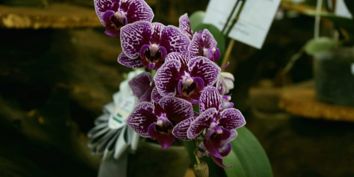 Comienza hoy la Fiesta Nacional de la Orquídea y Provincial de la Flor en Montecarlo